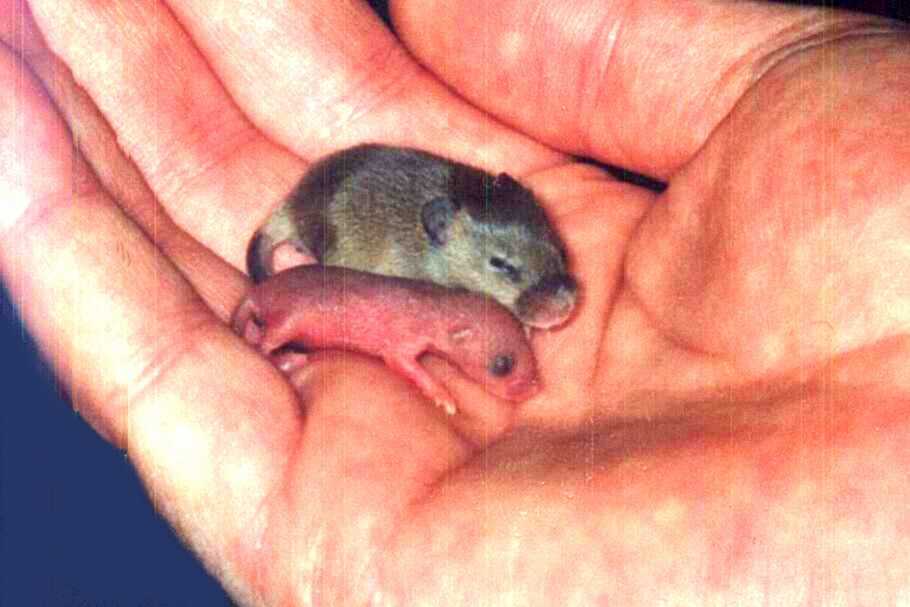 Новорожденные детеныши мыши. Детеныш мыши полевки. Новорожденная мышь полевка. Мышь полевка выводок. Мышата полевки Новорожденные.